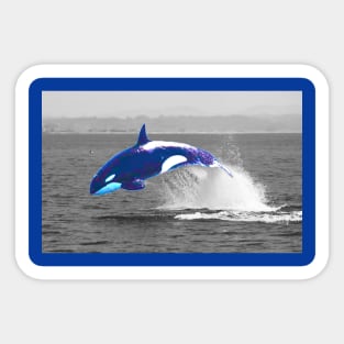 Trevert Orca Sticker